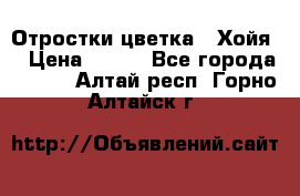 Отростки цветка  “Хойя“ › Цена ­ 300 - Все города  »    . Алтай респ.,Горно-Алтайск г.